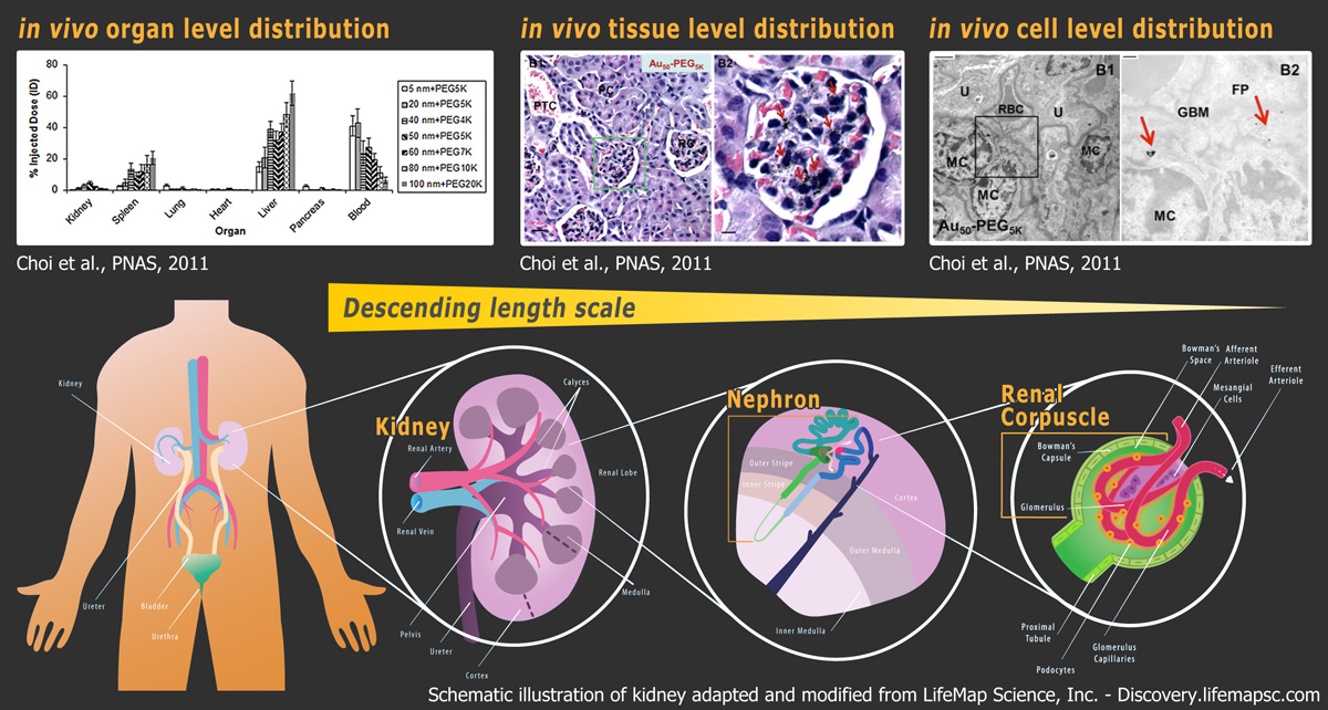 Kidney